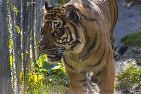 Predator Siberian Tiger Panthera Tigris Photograph By Spencer Bush