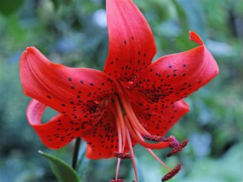 Da die lilienpflege recht einfach i. Lilien im Garten von Juni bis September | garten.ch