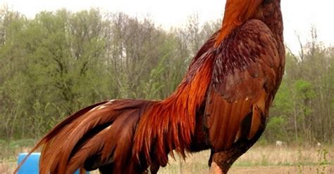 Jika salah satu anggota keluarga terjangkit hepatitis, penting untuk memahami cara penularan dan perawatan dan tips keamanannya. Tips Cara Merawat Ayam Jago Bangkok Aduan yang Baik dan Benar