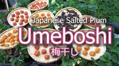 How To Make Umeboshi Japanese Pickled Plum Salted And Shiso Youtube