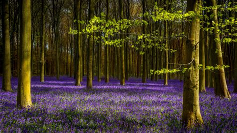 Wallpaper Lavender Purple Flowers Trees Spring 5120x2880 Uhd 5k