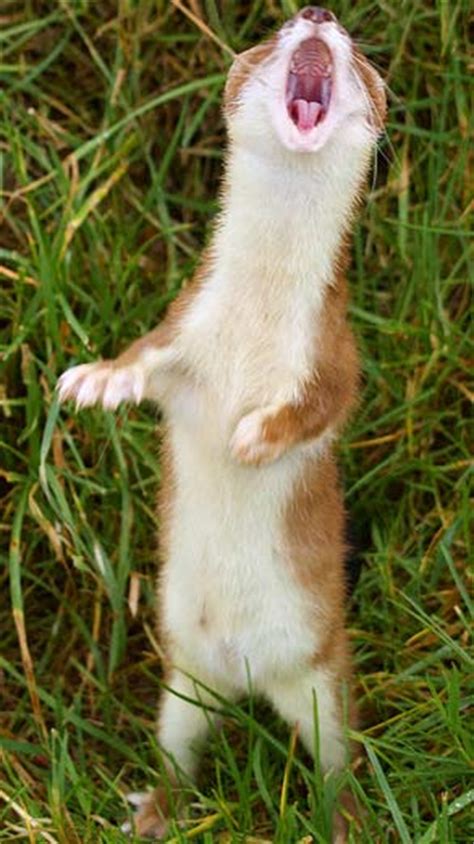 Stoat Short Tailed Weasel Animal Pictures And Facts