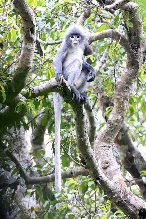 New Species of Primate Discovered in Myanmar | Biology | Sci-News.com