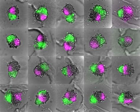 Ibps Multiscale Cytometry On 3d Cultures In A Microfluidic Device