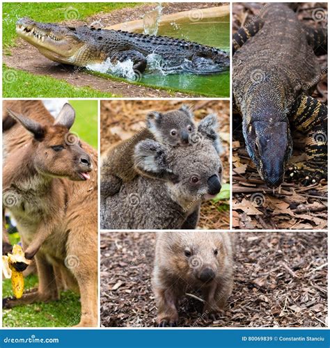 Australian Native Wildlife Stock Image Image Of Marsupial 80069839