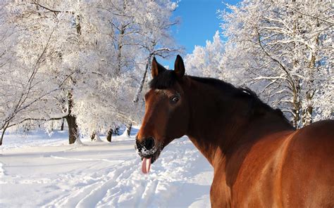 Horse Sticking His Tongue Out Hd Animals Wallpapers