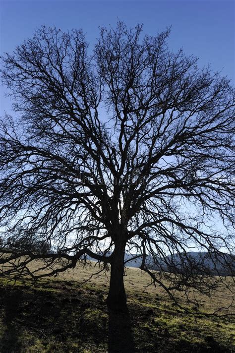Lone Oak Tree Stock Image Image Of Isolated Large Single 10565649