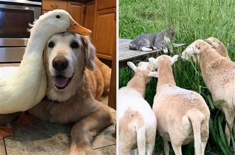 17 Unlikely Animal Friendships That Are 100 Cute And 200 Wholesome