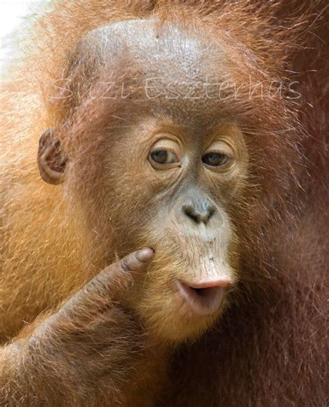 Funny Orangutan Baby Photo 8 X 10 Print Baby Animal Etsy Cute