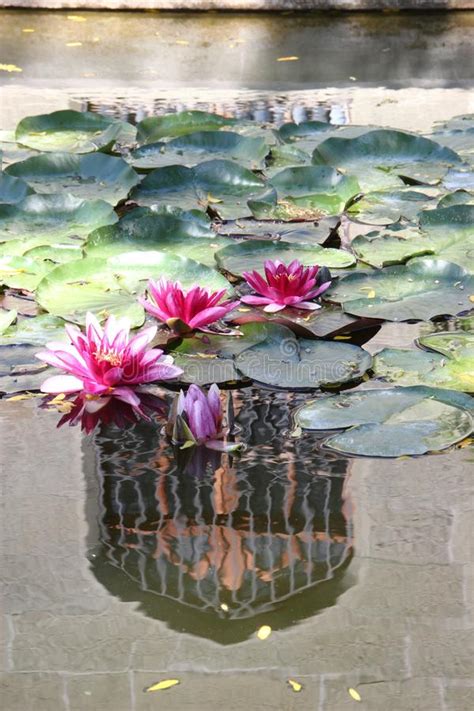 Pink Water Lilies In A Pond Near The Vorontsov Palace In The Crimea