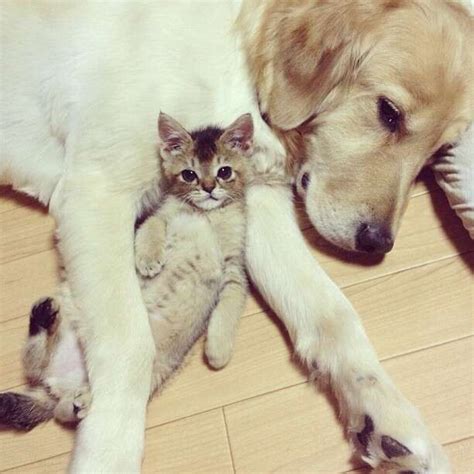 Golden Retriever Adopts Rescued Kitten The Dodo