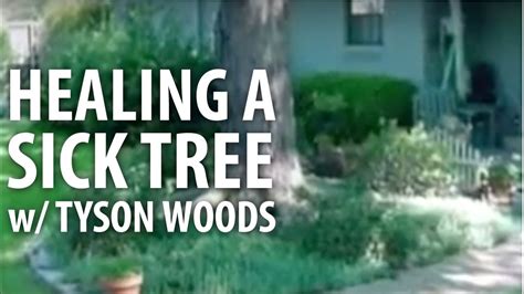Healing A Sick Tree W Tyson Woods The Dirt Doctor Youtube