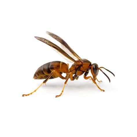 Paper Wasp Identification Habitat And Behavior Ja Roy Pest Control Pest Control