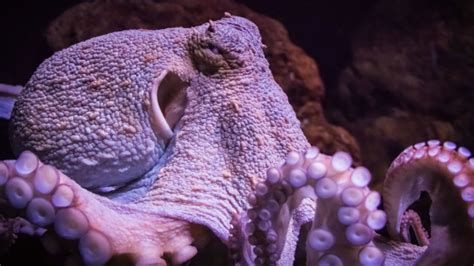 11 Octopuses Caught In The Act Of Being Awesome Mental Floss
