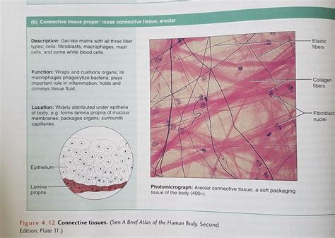 Connective Tissue Proper Loose Connective Tissue Areolar Loose