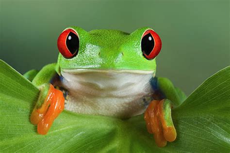 72 Cute Frog Wallpaper