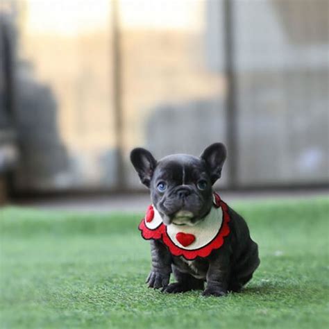 Friends if you are planning to bring a french bulldog puppy in your home and want to know the current price in india for 2020 in. Aloha Blue Teacup French Bulldog
