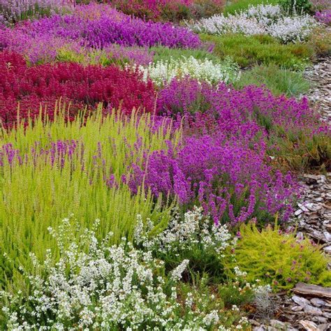 Evergreen Heather Plant Collection - Pack of SIX Winter ...