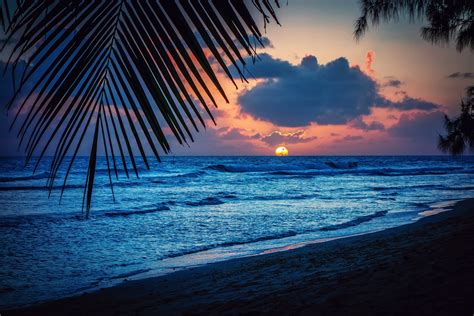Barbados Caribbean Night Beach Sunset Sun Palm Sheet
