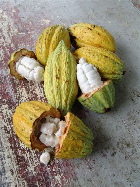 Cocoa Fruit Free Photo Download Freeimages