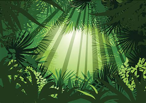 Best Tropical Rainforest Illustrations Royalty Free Vector Graphics