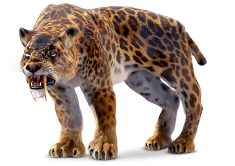 Smilodon Facts Saber Tooth Tiger Facts Dk Find Out