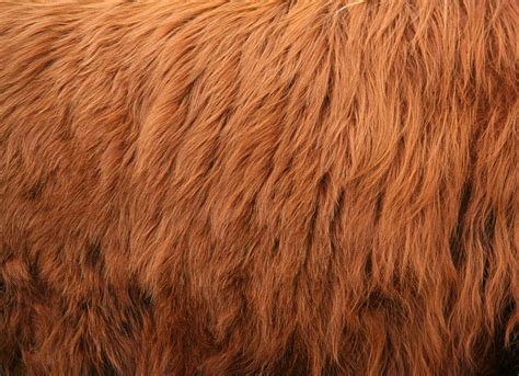 Fur0018 Free Background Texture Animal Fur Highland