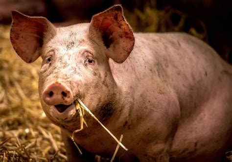Pourquoi Le Porc Français Est Il Plus Cher Que Celui Des Voisins