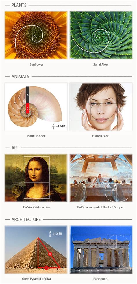 How To Use The Golden Ratio In Design With Examples