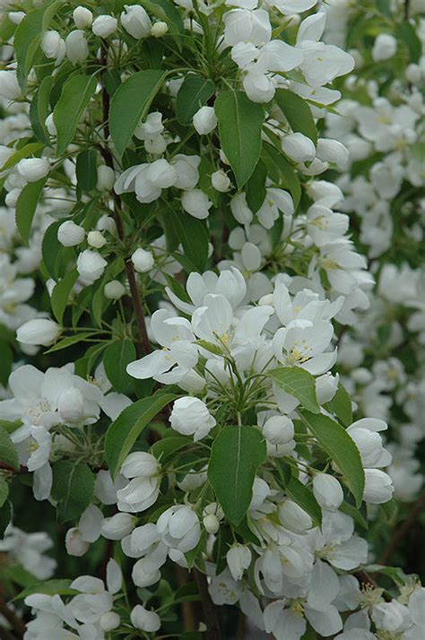 Spring Snow Flowering Crabapple Tree Malus