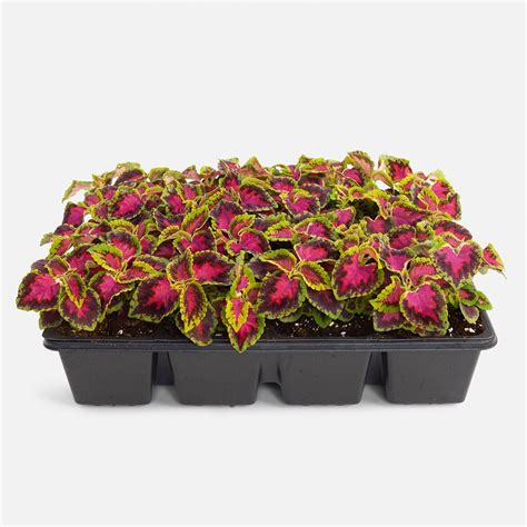 Rose Coleus Flat Same Day Plant Delivery Nyc
