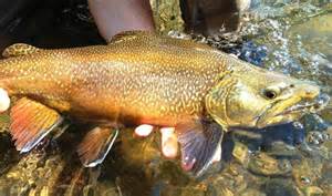 Fly Fishing Photo Beastly Colorado Tiger Trout The Venturing Angler