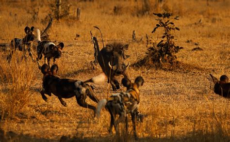 Were Lucky To Spot The Wild Dogs In South Luangwa This Summer First
