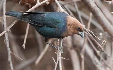 Brown Headed Cowbird Audubon Field Guide