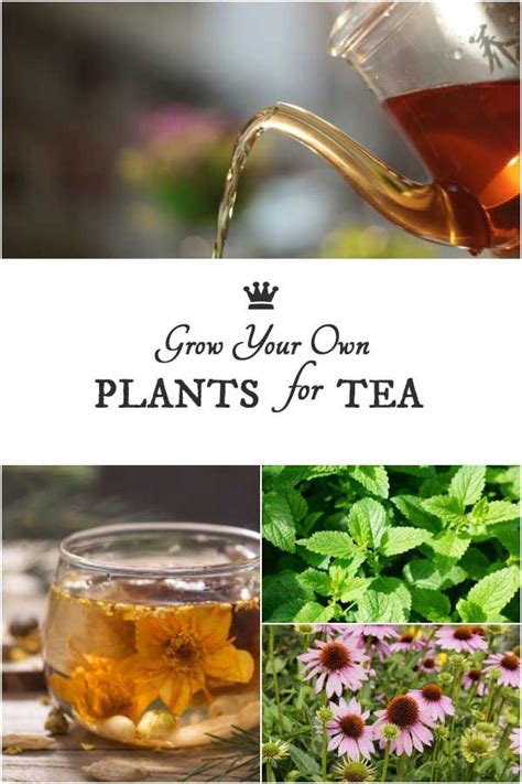 Grow Your Own Plants For Tea 60 Delicious Choices Homemade Tea