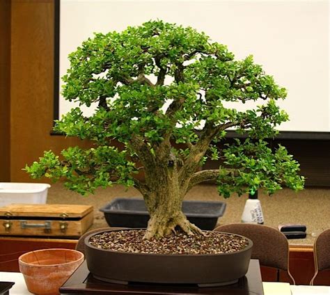Live Oak Style Bonsai Trees Bonsai Forest Bonsai Tree Bonsai Tree Care
