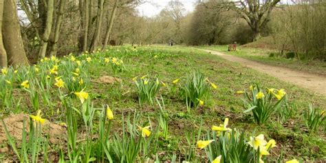 Farndale Daffodils An Easy Spring Walk In The North York Moors Away