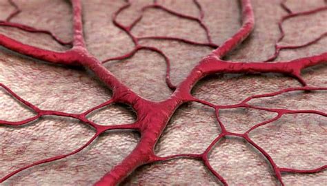 3d Printed Life Like Blood Vessel Network Created To Pave Way For