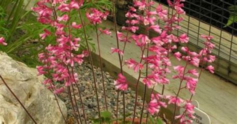 Click on a characteristic from the list below to see a list of other plants that share that characteristic. Heuchera Brizoides-ryhmä 'Canyon Duet' (Heuchera x hybrida ...