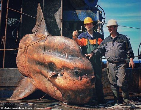 Russian Fisherman Shows Off Collection Of Weird Alien Fish Dragged