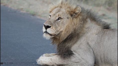 Skybed Male Lions Kruger National Park Big On Wild Wildlife Videos