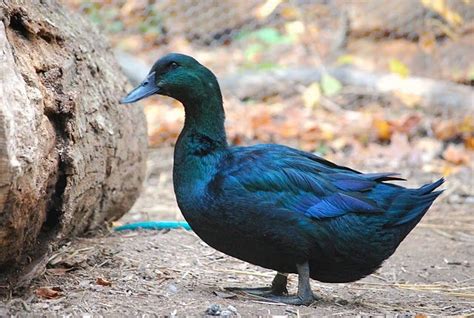 Cayuga Duck A Domestic Breed Beautiful And Unique For Sure Bird