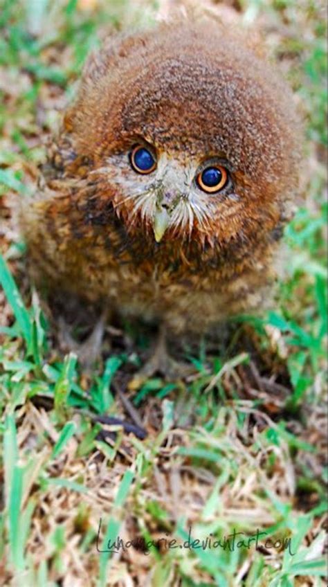The Cutest Owls To Ever Owl 2 Baby Owls Owl Beautiful Owl