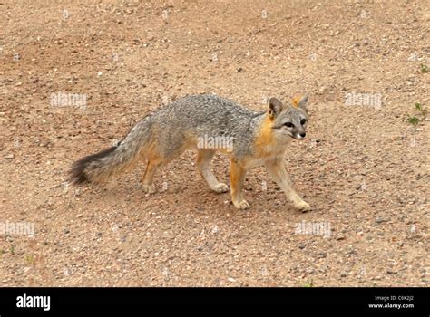 Adult Gray Fox Or Grey Fox Urocyon Cinereoargenteus Pike National