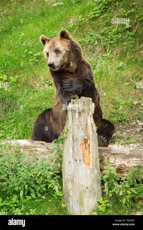 Male Brown Bear Sitting In Green Nature Reserve In Summer Stock Photo