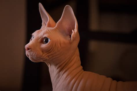 Sphynx Cat Breed Information Adopt Or Buy