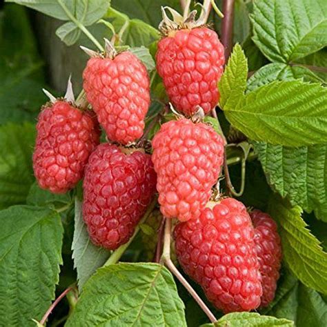 The Top 13 Raspberry Varieties To Grow In Zones 3 9 Growing Raspberries Raspberry Fruit