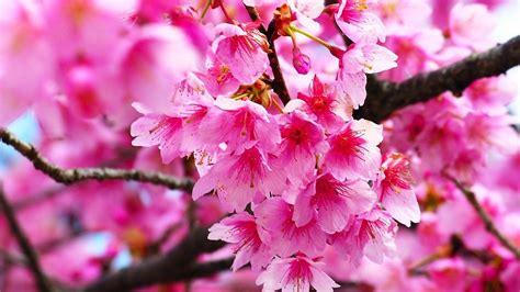 Pink Cherry Blossom Wallpaper Hd Best Hd Wallpapers Cherry Blossom