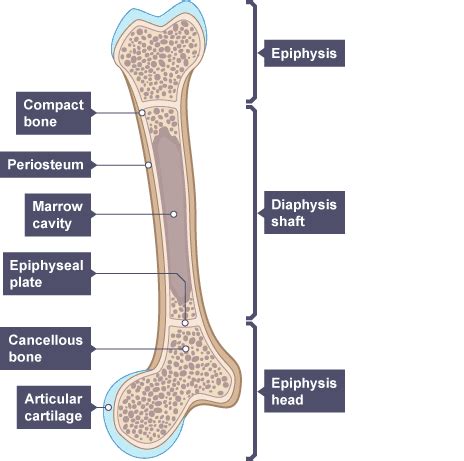 The structure of a long bone allows for the best visualization of all of the parts of a bone (figure 1). BBC - GCSE Bitesize Science - Endoskeletons and ...