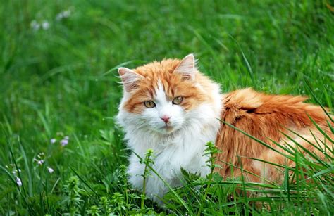 Free Images Lawn Meadow Kitten Fauna Whiskers Vertebrate Mieze